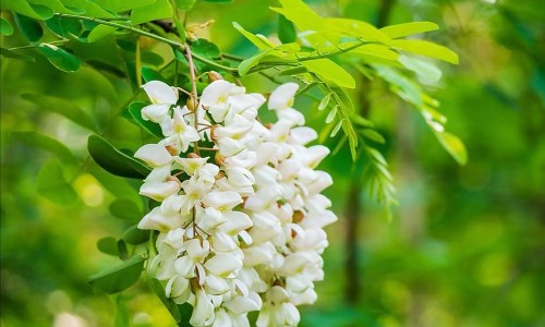 葵花牌复方氨酚烷胺胶囊一次吃几粒-葵花复方氨酚烷胺片价格网- 葵花氨酚烷胺片说明书知识,分享复方氨酚烷胺片葵花药业管用吗