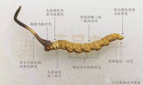 葵花牌复方氨酚烷胺胶囊一次吃几粒-葵花复方氨酚烷胺片价格网- 葵花氨酚烷胺片说明书知识,分享复方氨酚烷胺片葵花药业管用吗